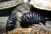 Blue Gene Red Point Honduran Cichlid