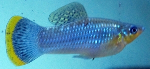 Shortfin molly
