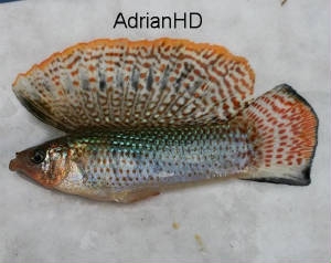 Sailfin Mollie1