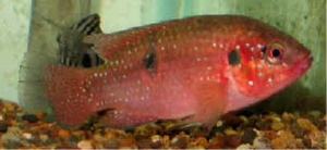 BrillantRedJewellCichlids