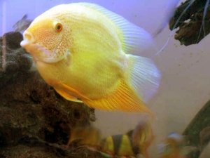 gold severum adult