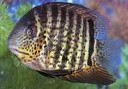 Green Adult Severum