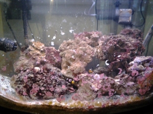 My 55 gal
