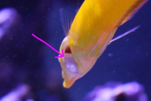 Swollen Gill