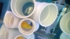 The Coris wrasse in his hospital tank