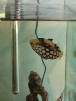 My favorite fish.. Miss him actually