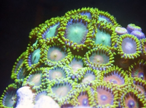 Multi colored zoas