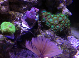 Mushooms, Feather and Zoas