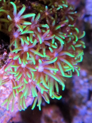 Star Polyps