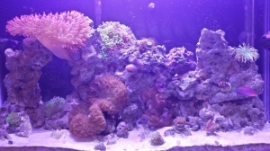tank new