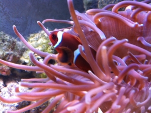 Second tank: my baby maroon, Pennywise