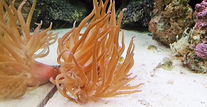 anemone1