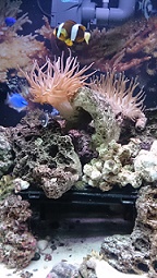 tank1