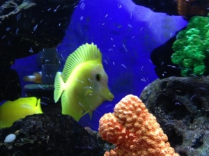 Yellow Tang with white coloration onnhis head