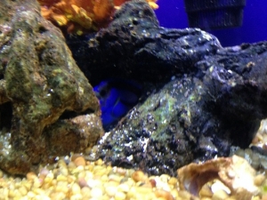 Blue Tang With Spots On His Head