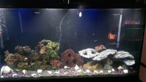 Recent photo with almost everything in order... Still no overflow and no bioluminescent lifeforms...
