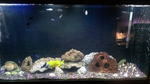 Now just need to remove remaining purple rock, and add Fiji live rock. The base rock here is homemade Aragocrete at 2 weeks after being placed into tank. Lava rock has been removed