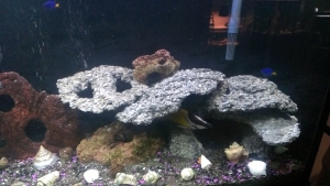 After soaking in saltwater for 30 days and stable ph is achieved, this is day one in the aquarium.