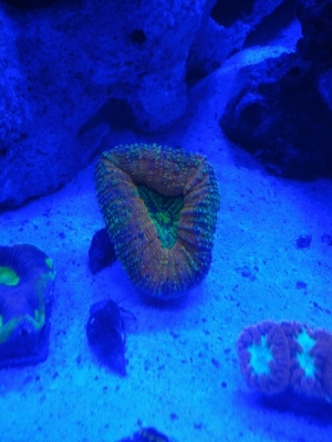 Lobophyllia Aussie