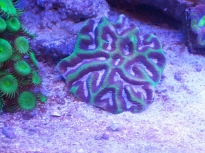 Platygyra with Nuclear Paly