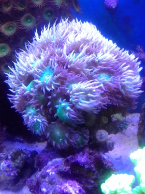 Duncan