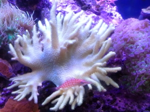 Hawkie on Devil Hand