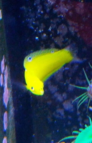 Yellow Coris Wrasse
