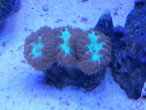 Blasto frag pink and blue
