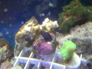 Sailfin Blenny - carnivorous