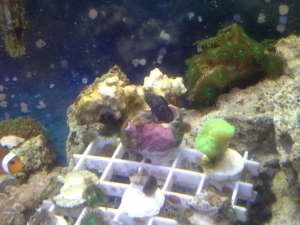 Sailfin blenny 2