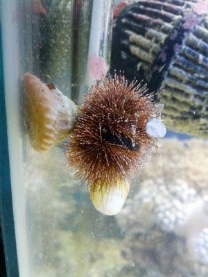 Urchin mini