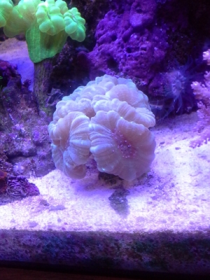 Caulastrea blue