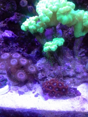 Zoas, Palies with Nuclear Caulastrea