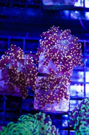 Octospawn Gold