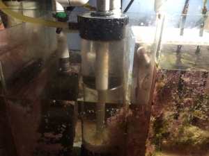 My LFS gave me a great idea to add 1/2 PVC instead of the small tube this TLF550 comes with. I wasn't getting enough flow and tumble for my biopellets. Well I did it and it works flawless now. Thanks to John at FAOIS for giving me something to mod.