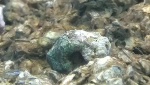 IMAG0078