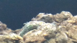 IMAG0081