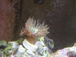 duncan frag growing quickly