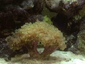 Frog spawn