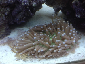 Plate coral
