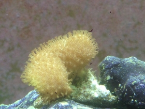Yellow Fiji Leather frag