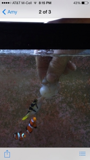 Valentini puffer not shy
