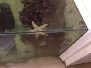 Sand sifting star fish