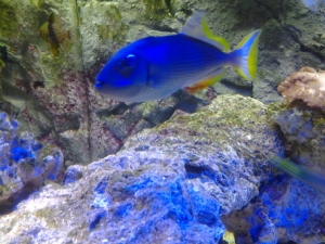 MY NEW TRIGGER FISH