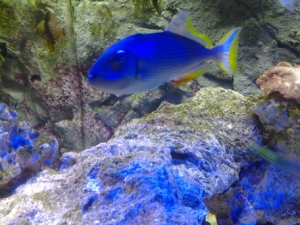 trigger fish