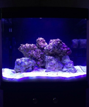 Just added live rock