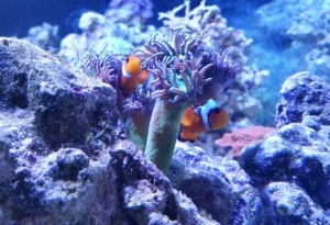 clowns