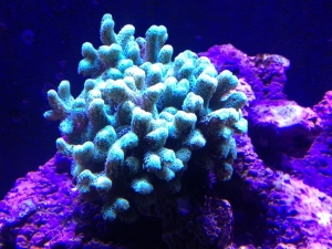 Birdsnest