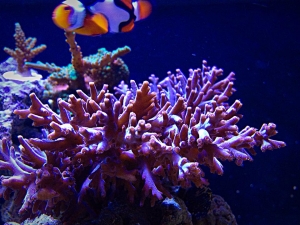20 gallon sps