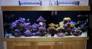 Full tank shot - June 2014